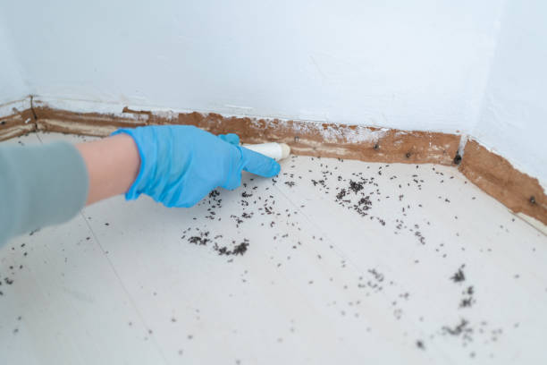 Best Emergency Pest Control  in Birdsboro, PA